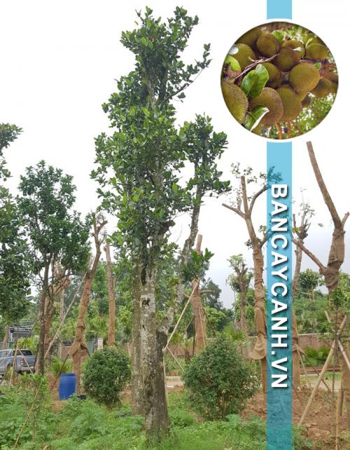  CÂY MÍT - ARTOCARPUS HETEROPHYLLUS HÀNG DÂM Ủ 